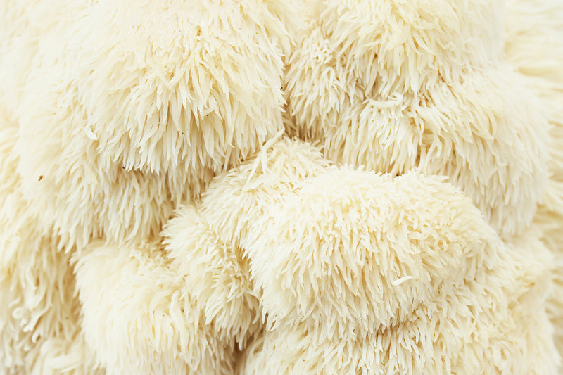 Lion’s Mane