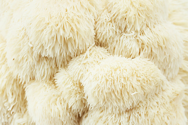 Lion’s Mane